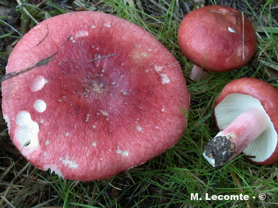 Russula sanguinea